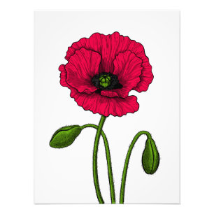 Red poppy drawing photo print