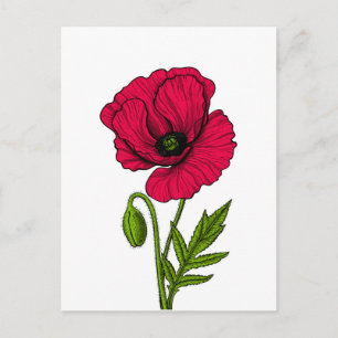 Red poppy drawing postcard