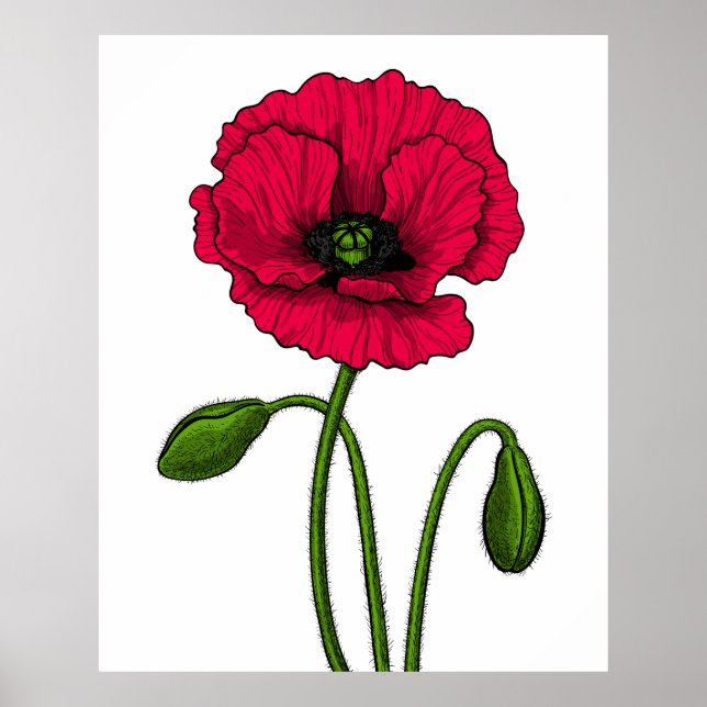 Red poppy drawing poster (Front)