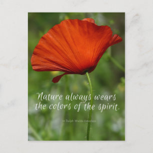 Red Poppy Emerson Quote Postcard