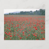 Red Poppy field, Kent, England flowers