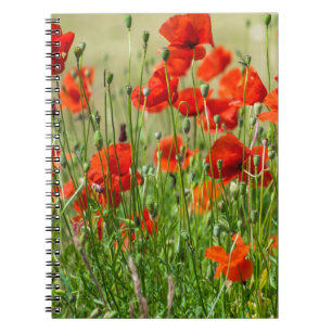 Red poppy field view notebook
