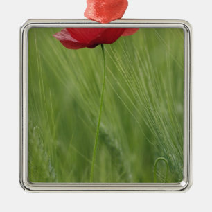 Red poppy flower among wheat crop, Tuscany, Metal Tree Decoration
