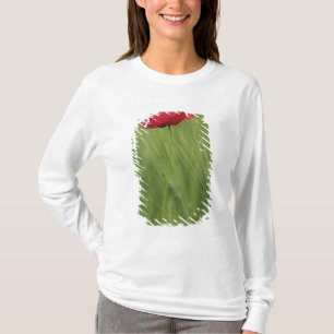 Red poppy flower among wheat crop, Tuscany, T-Shirt