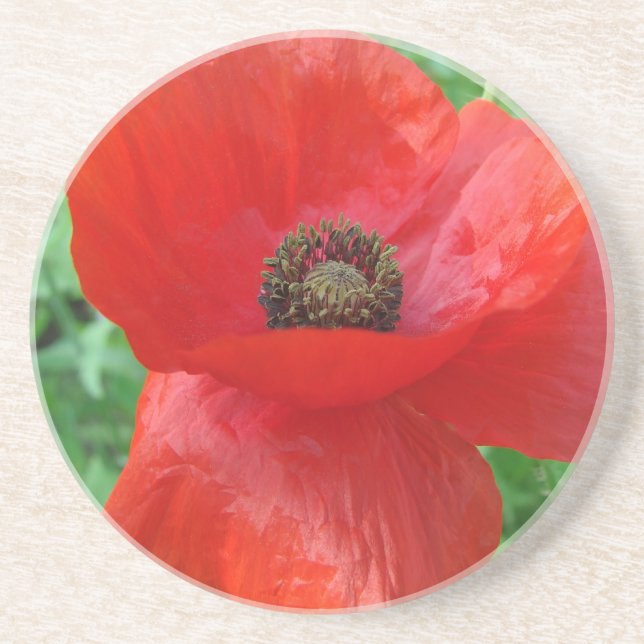 Red Poppy Flower Coaster (Front)