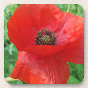 Red Poppy Flower Coaster