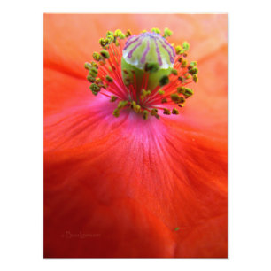 Red Poppy Flower Macro Photo Print