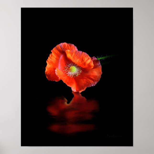 Red Poppy Flower Poster (Front)