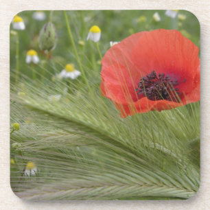 Red poppy flower, Tuscany, Italy Coaster
