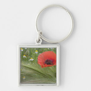Red poppy flower, Tuscany, Italy Key Ring
