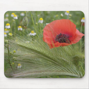 Red poppy flower, Tuscany, Italy Mouse Mat
