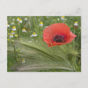 Red poppy flower, Tuscany, Italy Postcard
