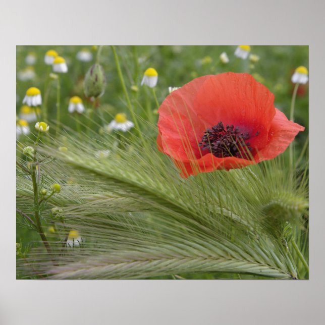 Red poppy flower, Tuscany, Italy Poster (Front)