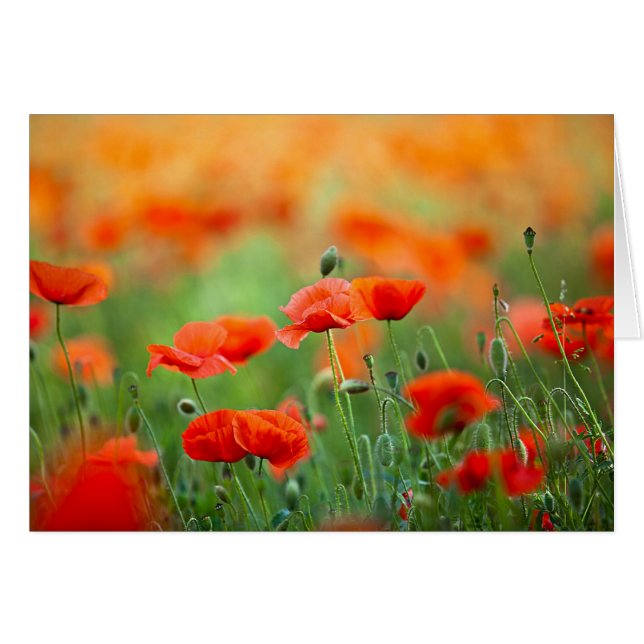 Red Poppy Flowers (Front Horizontal)