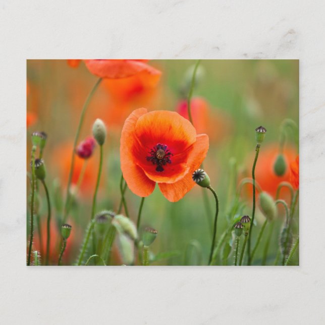 Red Poppy Flowers Postcard (Front)