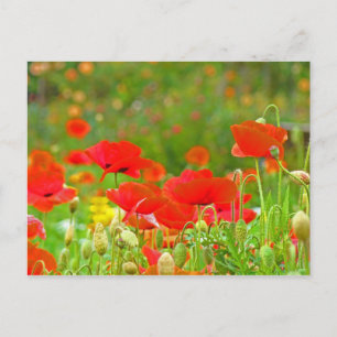 Red Poppy Flowers postcards Green Summer Meadow