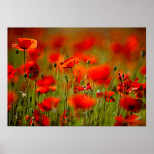Red Poppy Flowers Poster