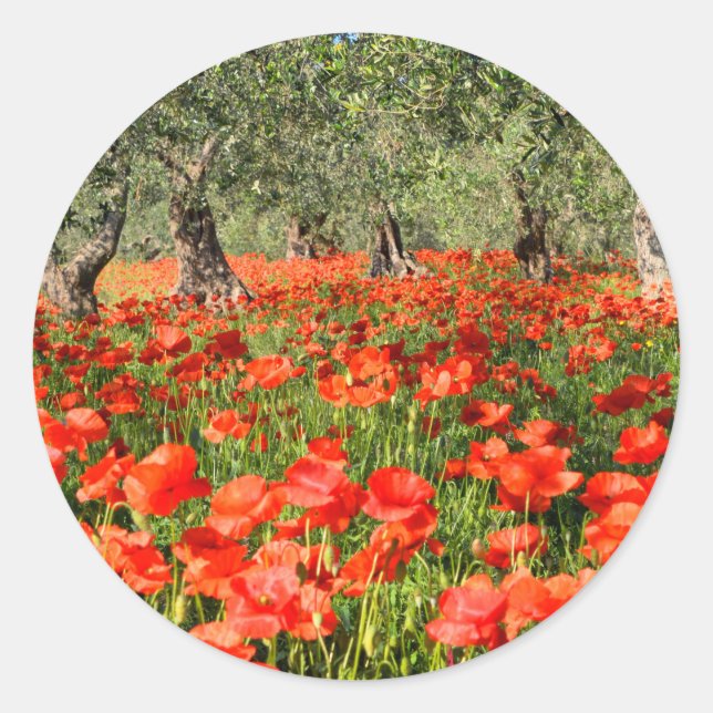 Red poppy flowers under old olive trees classic round sticker (Front)