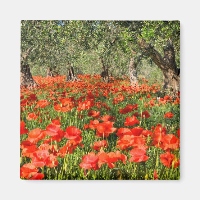 Red poppy flowers under old olive trees magnet (Front)