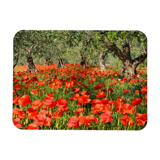 Red poppy flowers under old olive trees magnet (Horizontal)