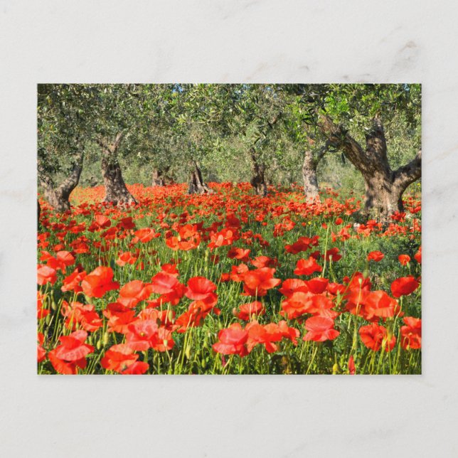Red poppy flowers under old olive trees postcard (Front)