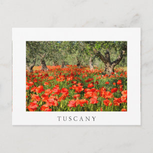 Red poppy flowers under old olive trees postcard