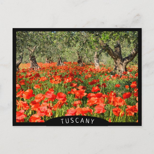 Red poppy flowers under old olive trees postcard (Front)