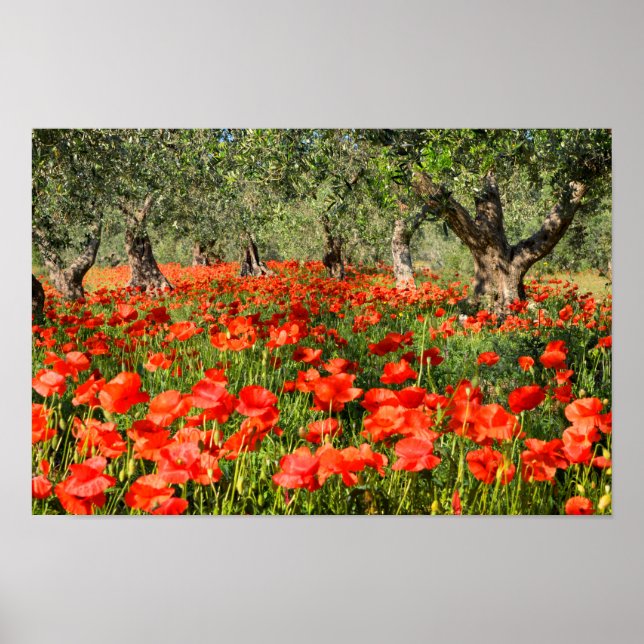Red poppy flowers under old olive trees poster (Front)