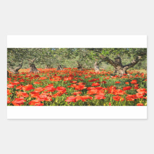 Red poppy flowers under old olive trees rectangular sticker