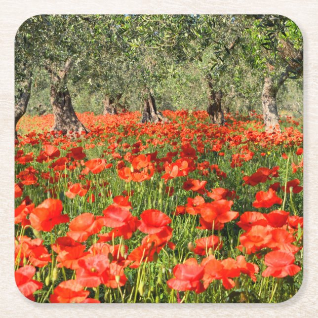Red poppy flowers under old olive trees square paper coaster (Front)