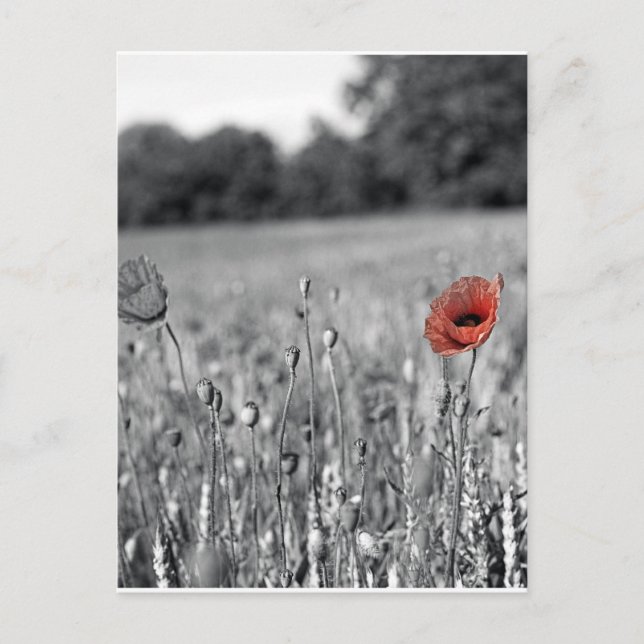 red poppy in a black and white field postcard (Front)