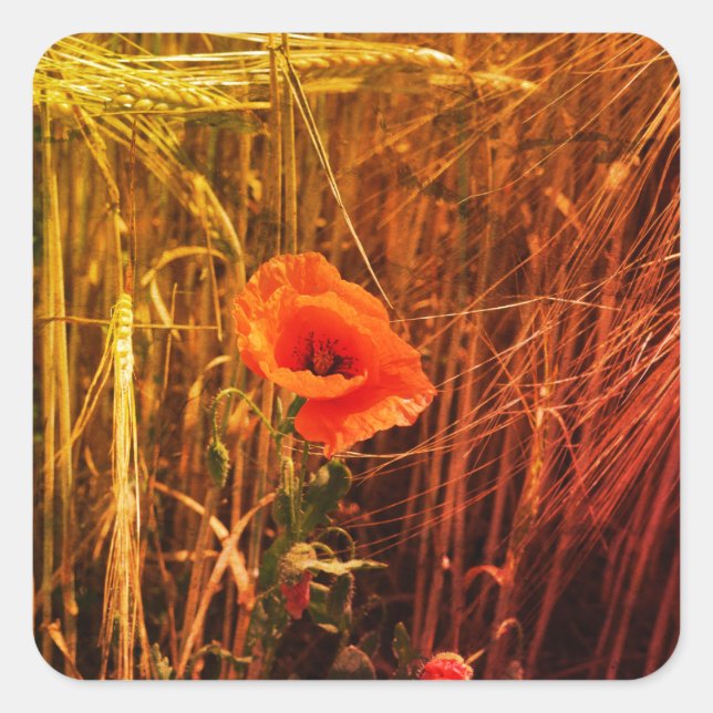 Red Poppy In Golden Wheat Field Thanksgiving Square Sticker (Front)