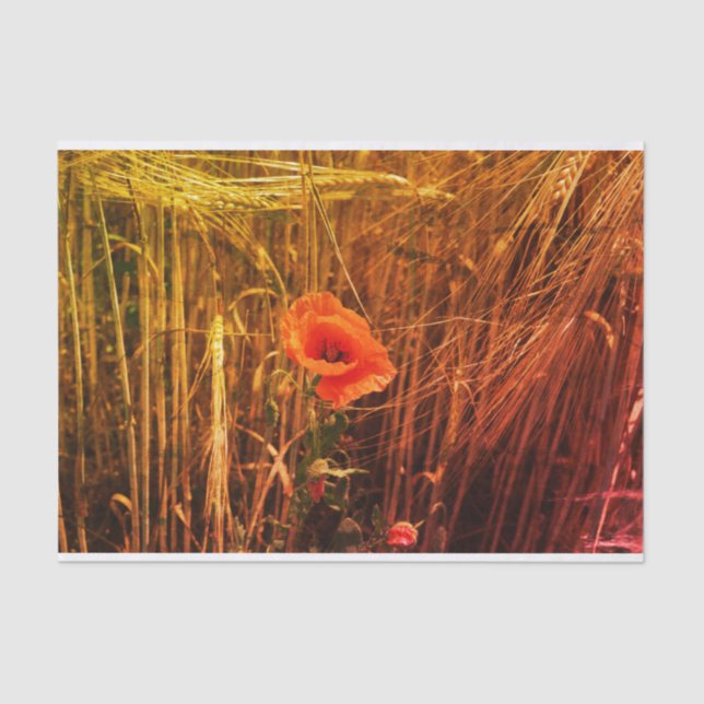 Red Poppy In Golden Wheat Field Thanksgiving Tissue Paper (Front)