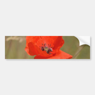 Red Poppy in the Field Bumper Sticker