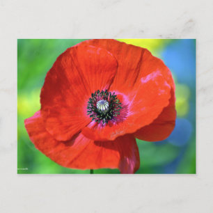 Red Poppy in the Sunshine Photograph Postcard