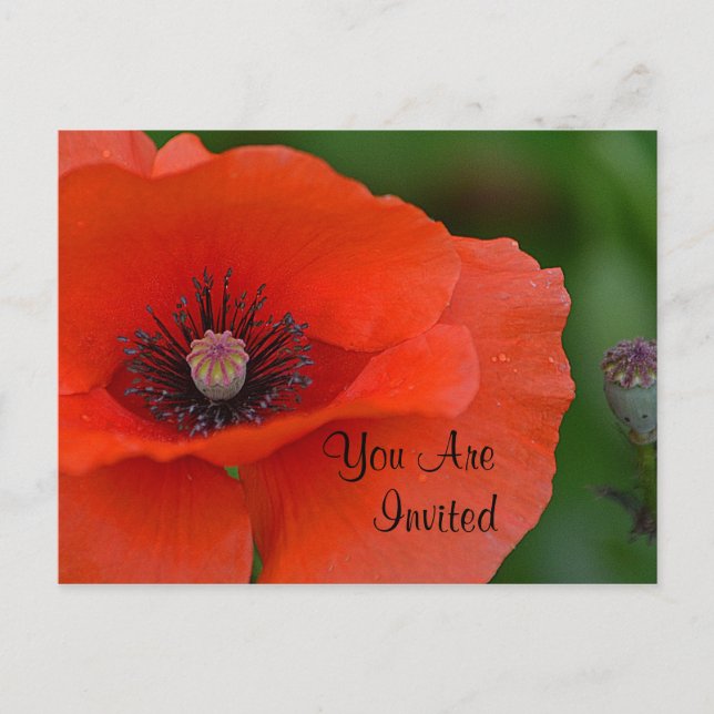 Red Poppy Invitation Postcard (Front)