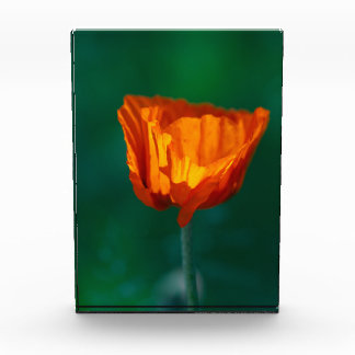 Red Poppy Macro Photography Poster Photo Block