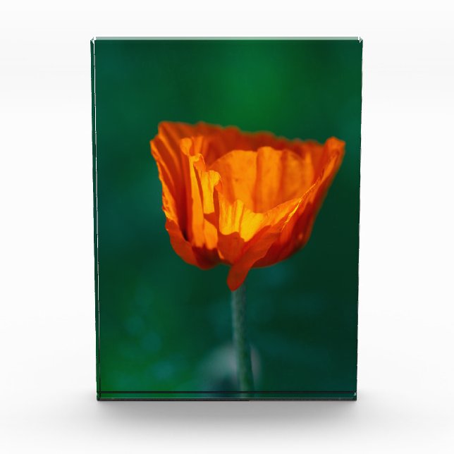 Red Poppy Macro Photography Poster Photo Block (Front)