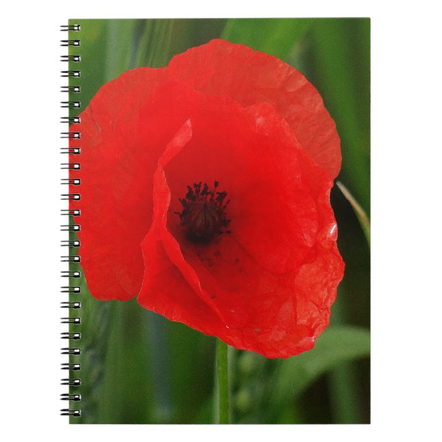 Red poppy notebook (Front)