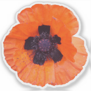 Red Poppy Photo