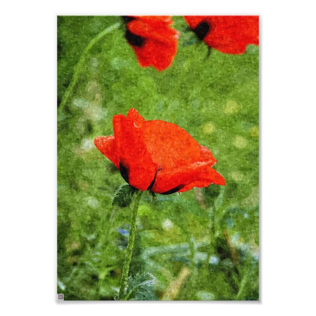 Red Poppy Photo Print (Front)