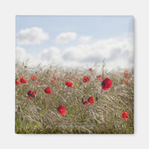 Red poppy, Picardy, Somme, Pont Remy Magnet