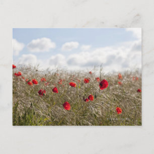 Red poppy, Picardy, Somme, Pont Remy Postcard
