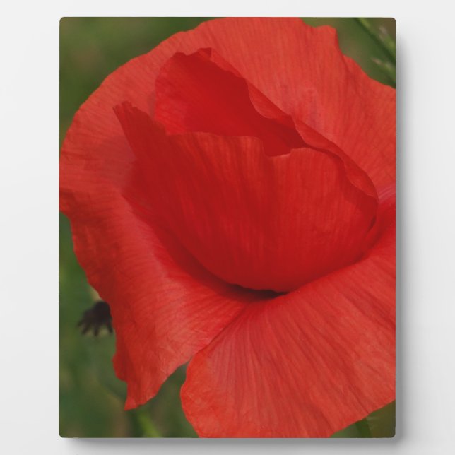 Red poppy plaque (Front)