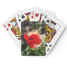 Red Poppy
