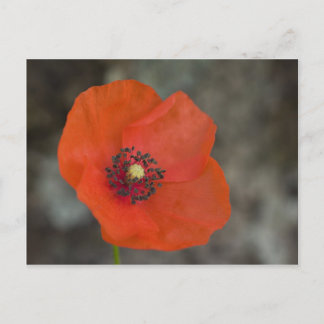Red Poppy Postcard