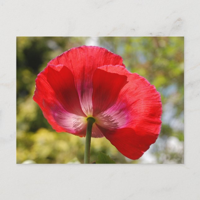 Red poppy postcard (Front)