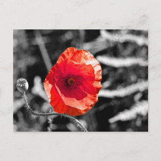 Red Poppy Postcard