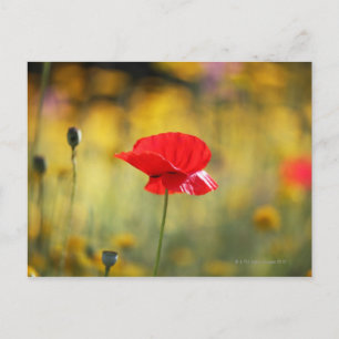 Red poppy postcard