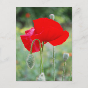 red poppy postcard
